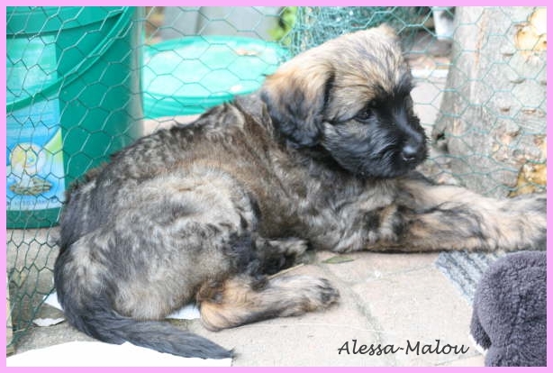 Malou 8 Wochen