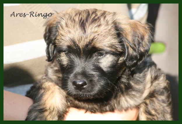 Ringo 8 Wochen