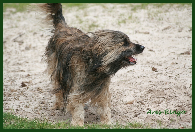 Ringo 10 Jahre