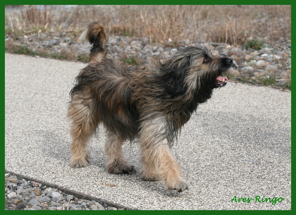 Ringo 6 Jahre