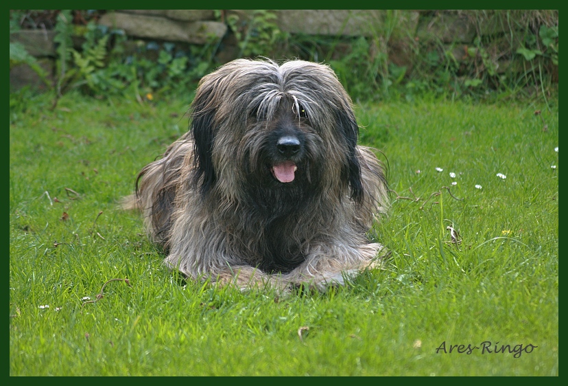 Ringo 8 Jahre