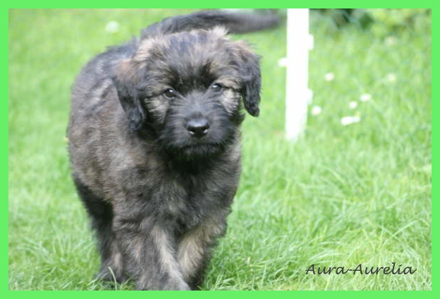 Aurelia 8 Wochen