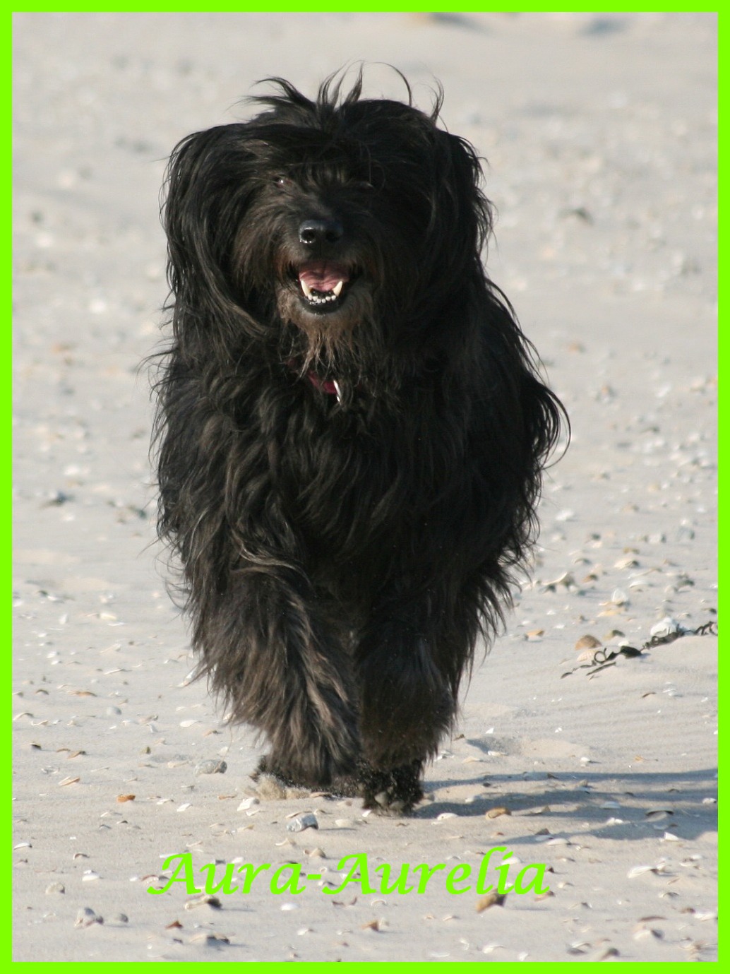 Aurelia 8 Jahre