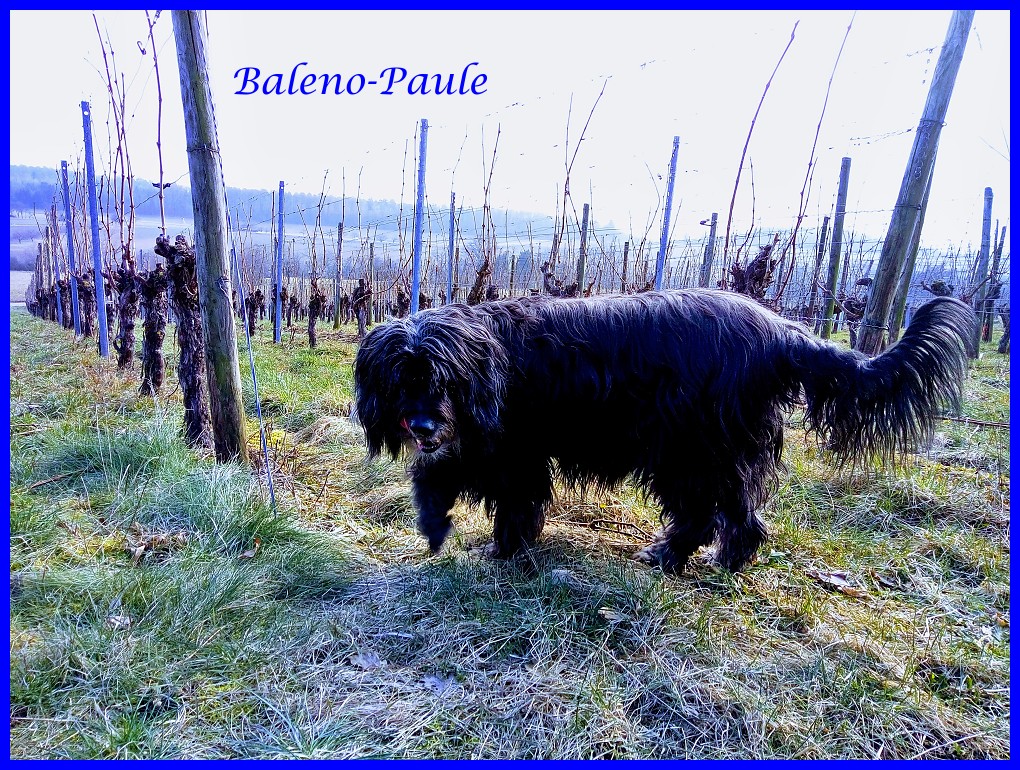 Baleno 8 jahre