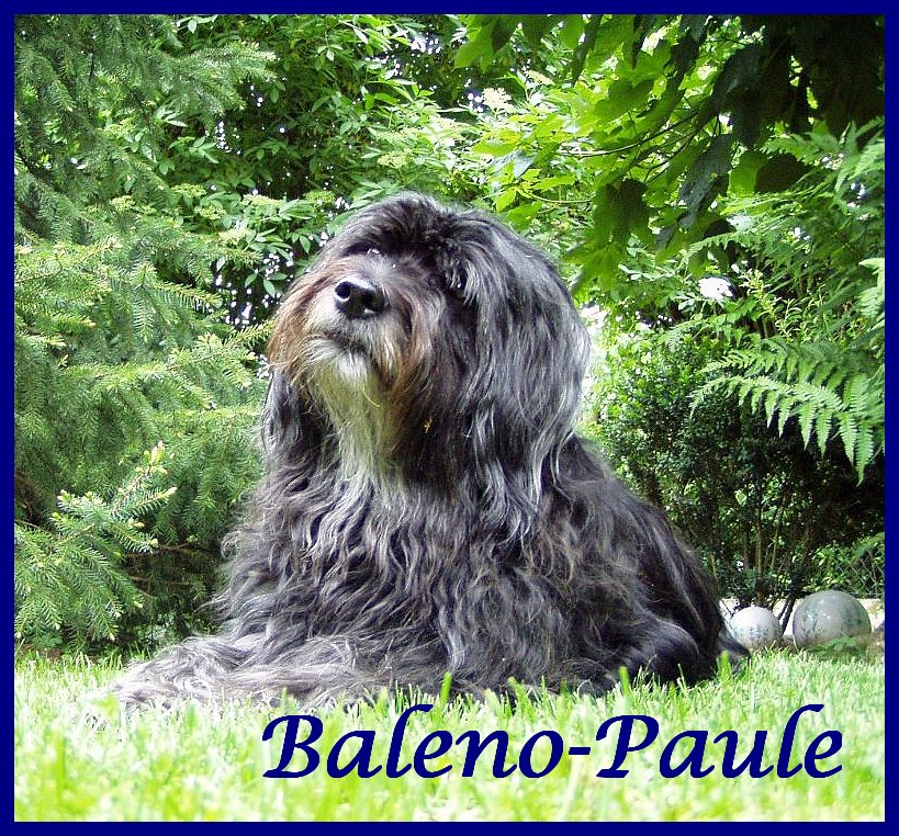 Baleno 6 Jahre