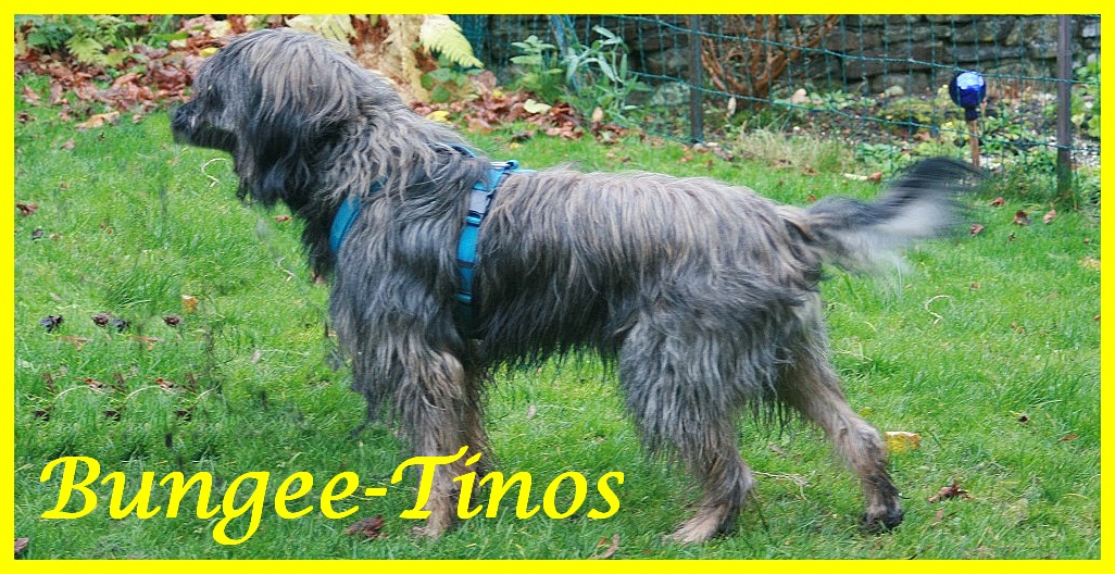 Bungee-Tinos 6 Jahre