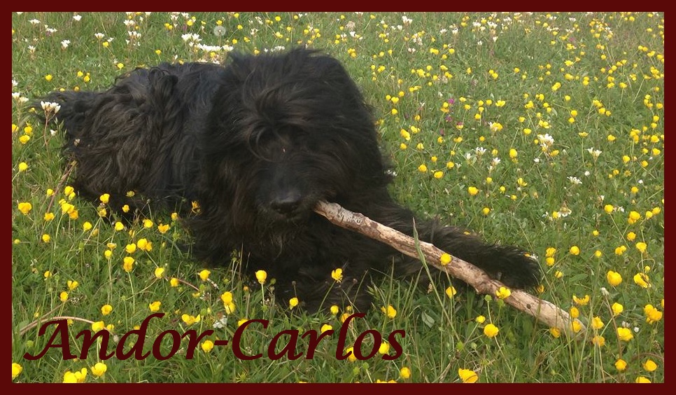 Carlos 8 Jahre