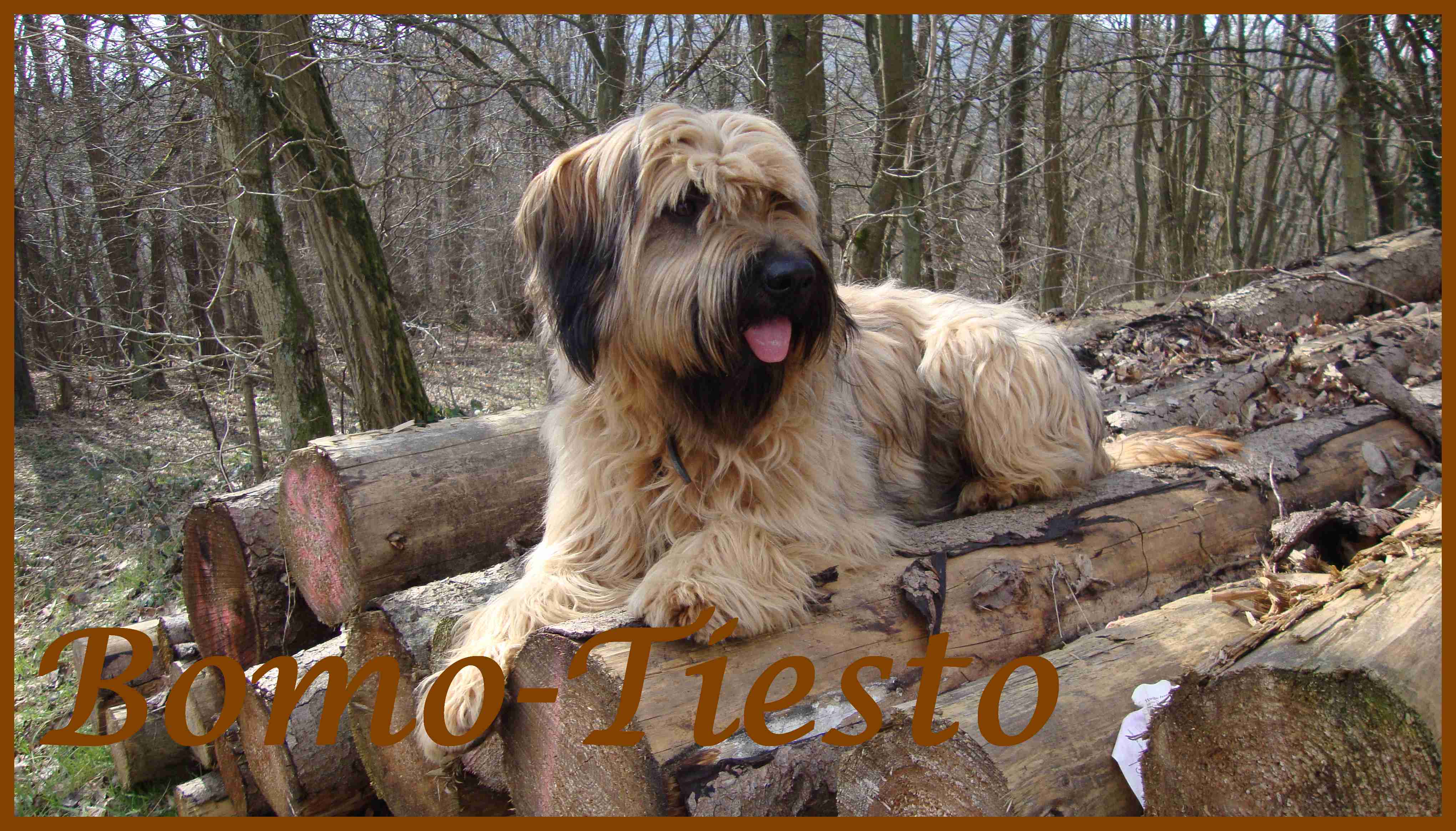 Bomo-Tiesto 1 Jahr