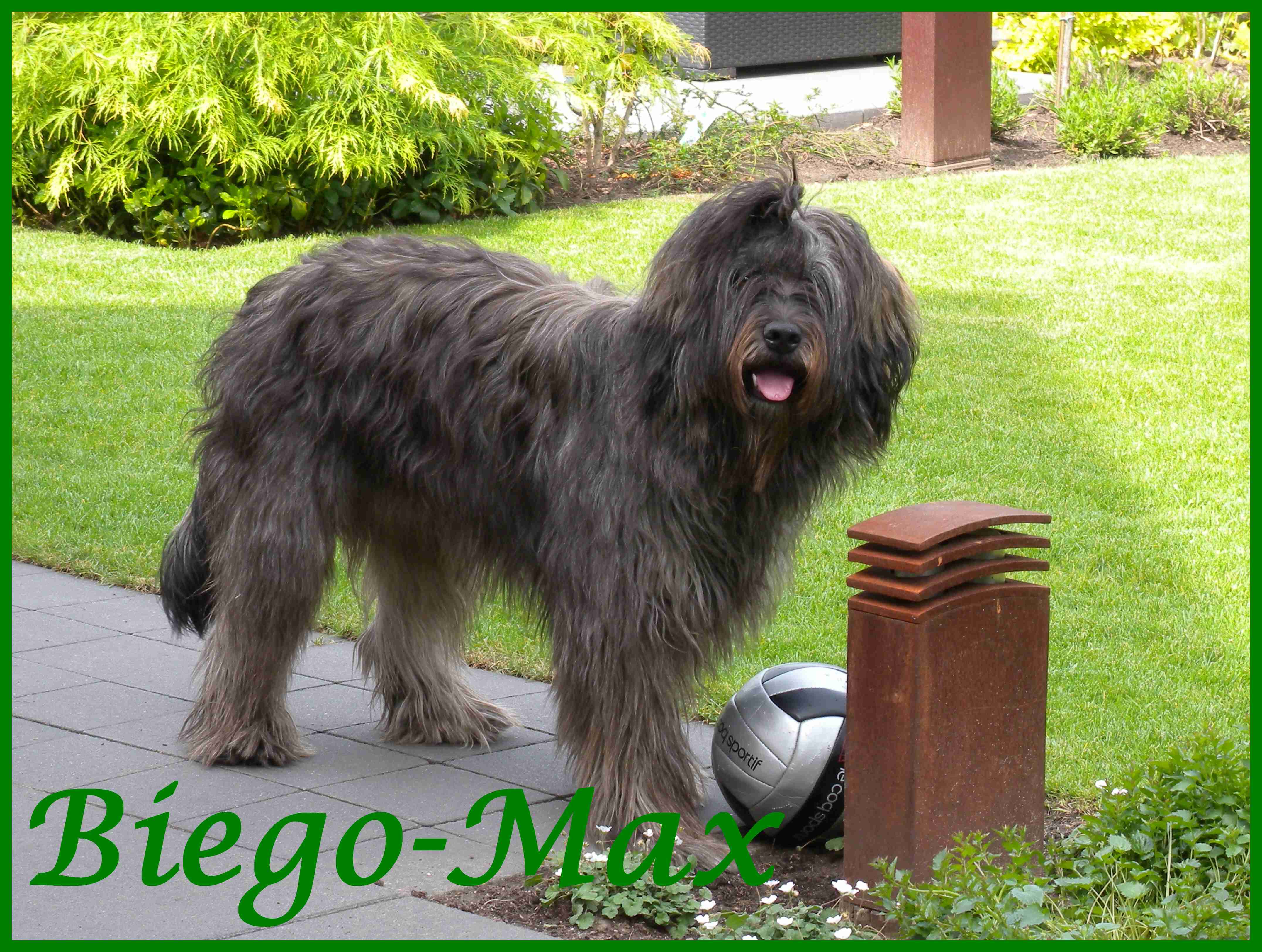 Biego - Max 1 Jahr