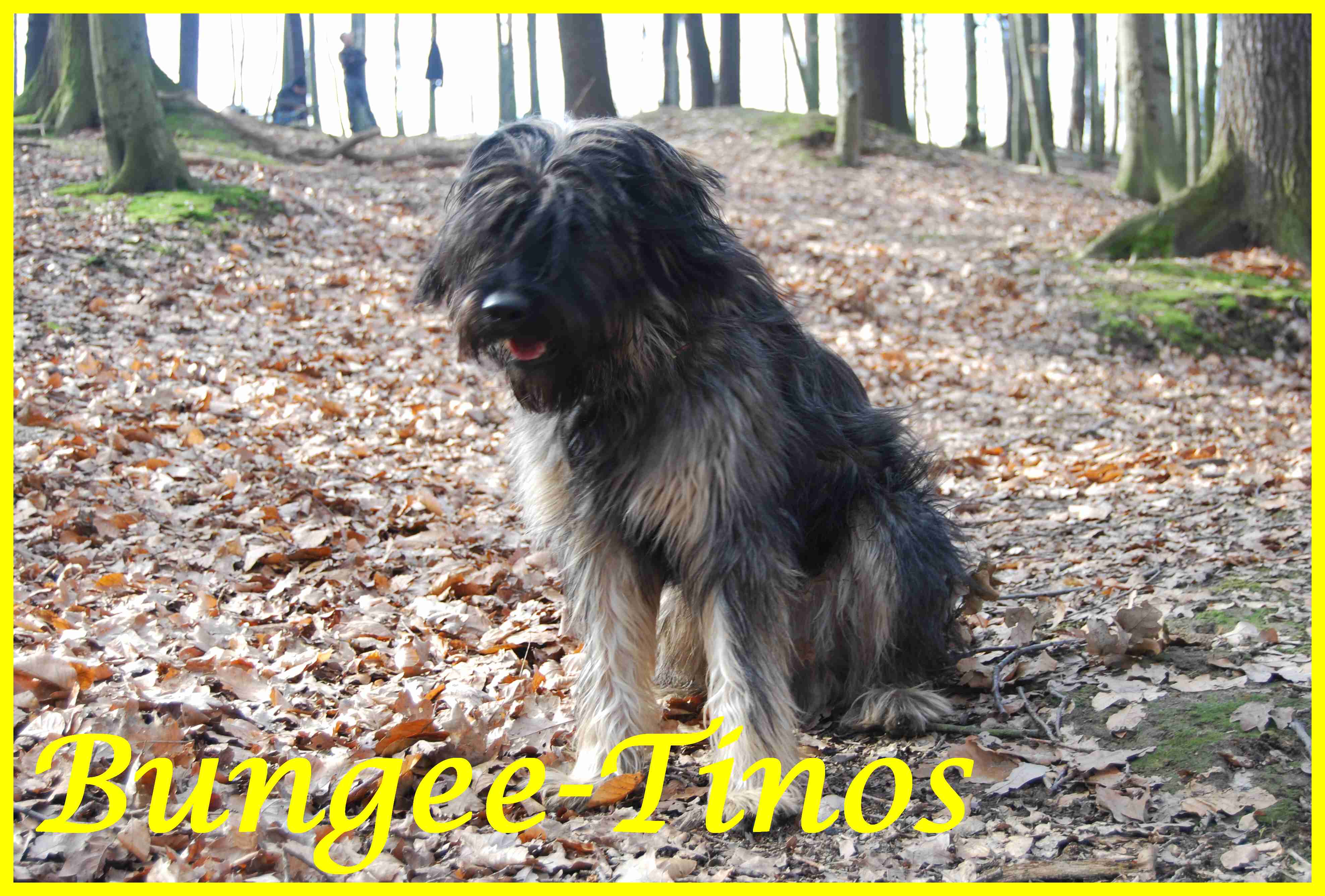 Bungee-Tinos 1 Jahr