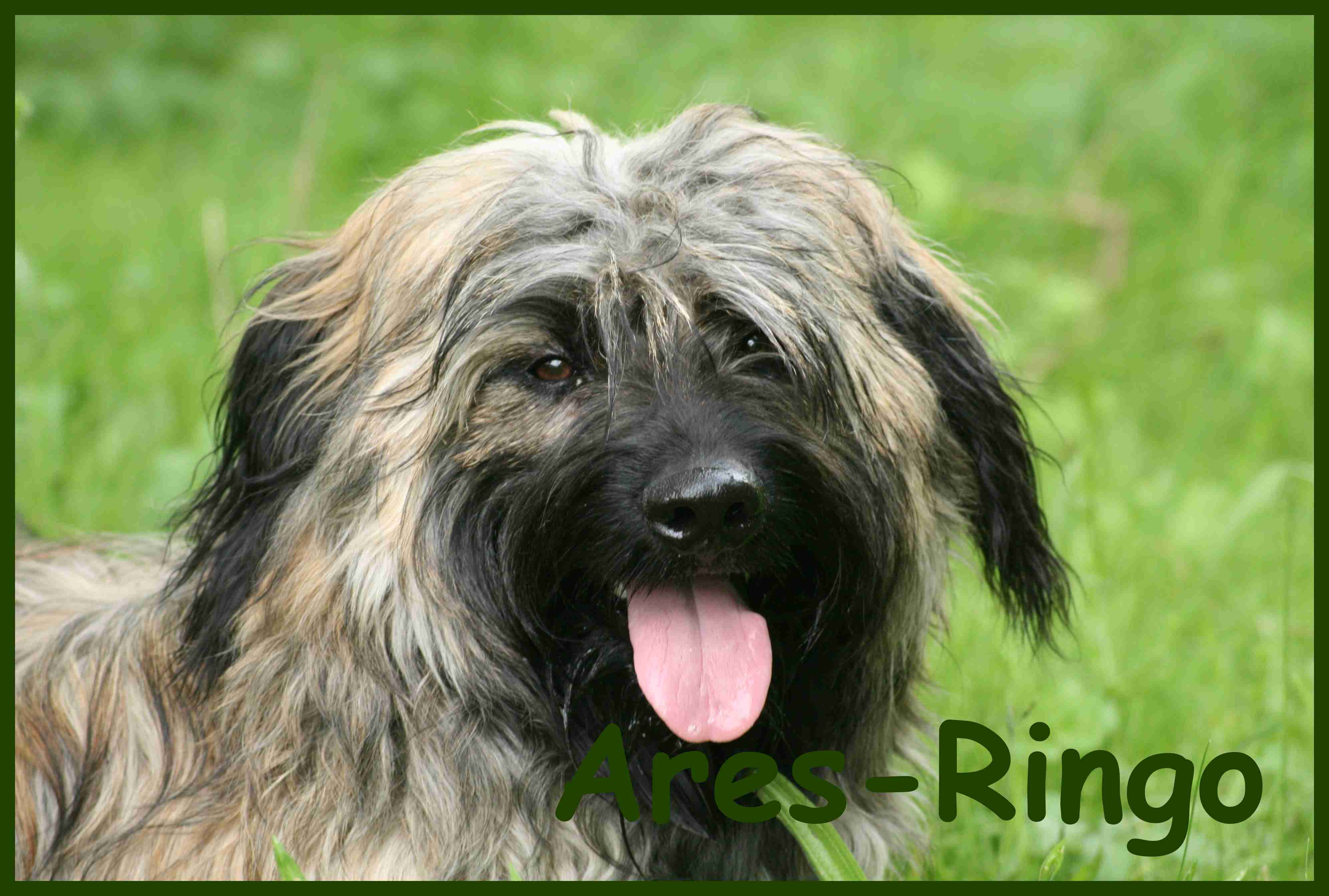 Ringo 1 Jahr