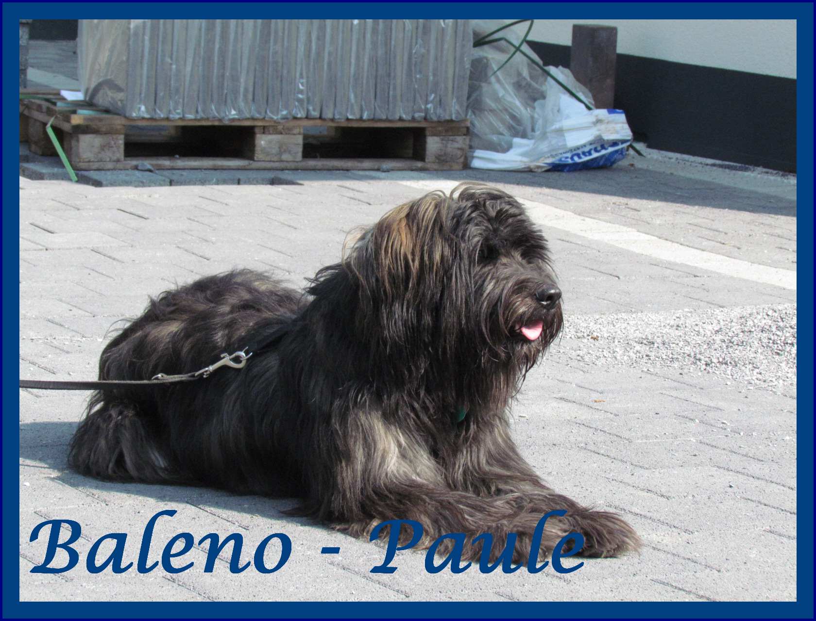 Baleno - Paule 1 Jahr
