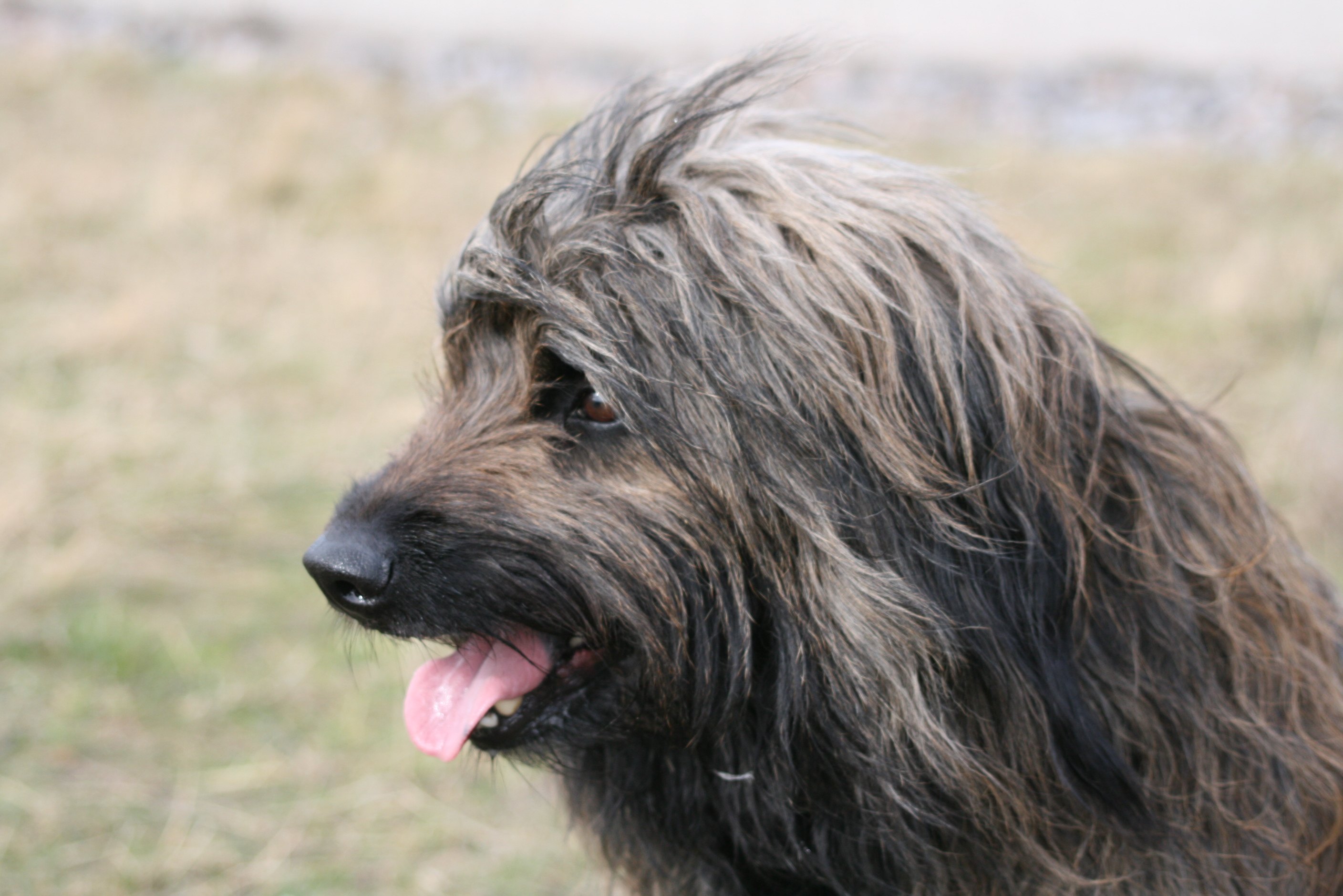 Ringo_6_JahreIMG_2116