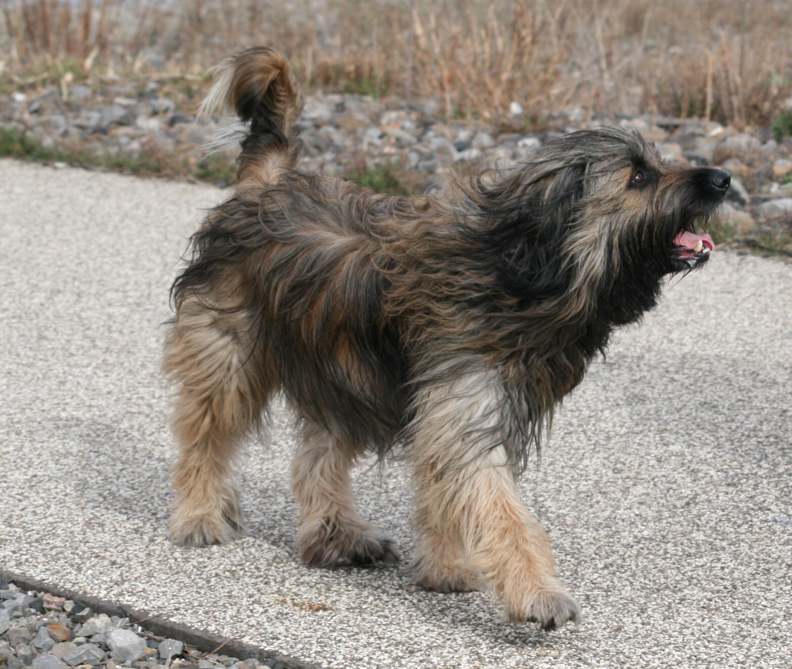 Ringo 2014