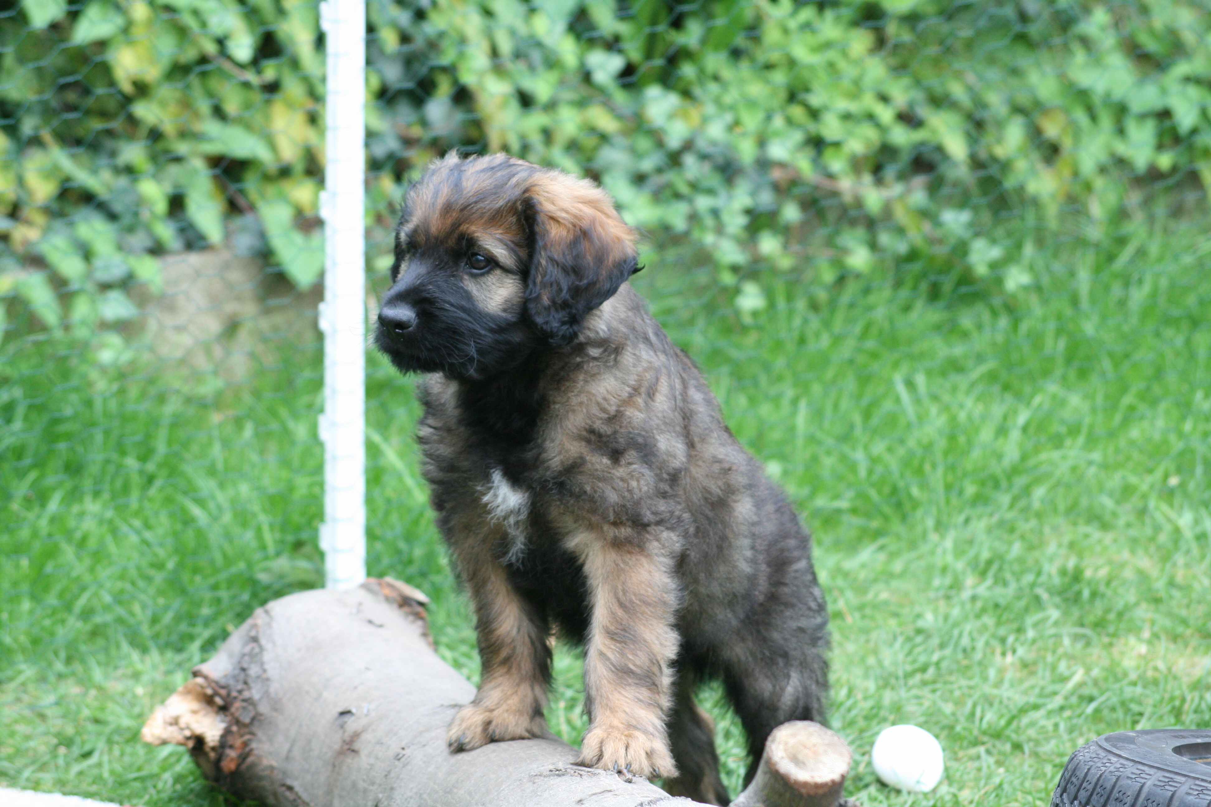 Ares Welpe