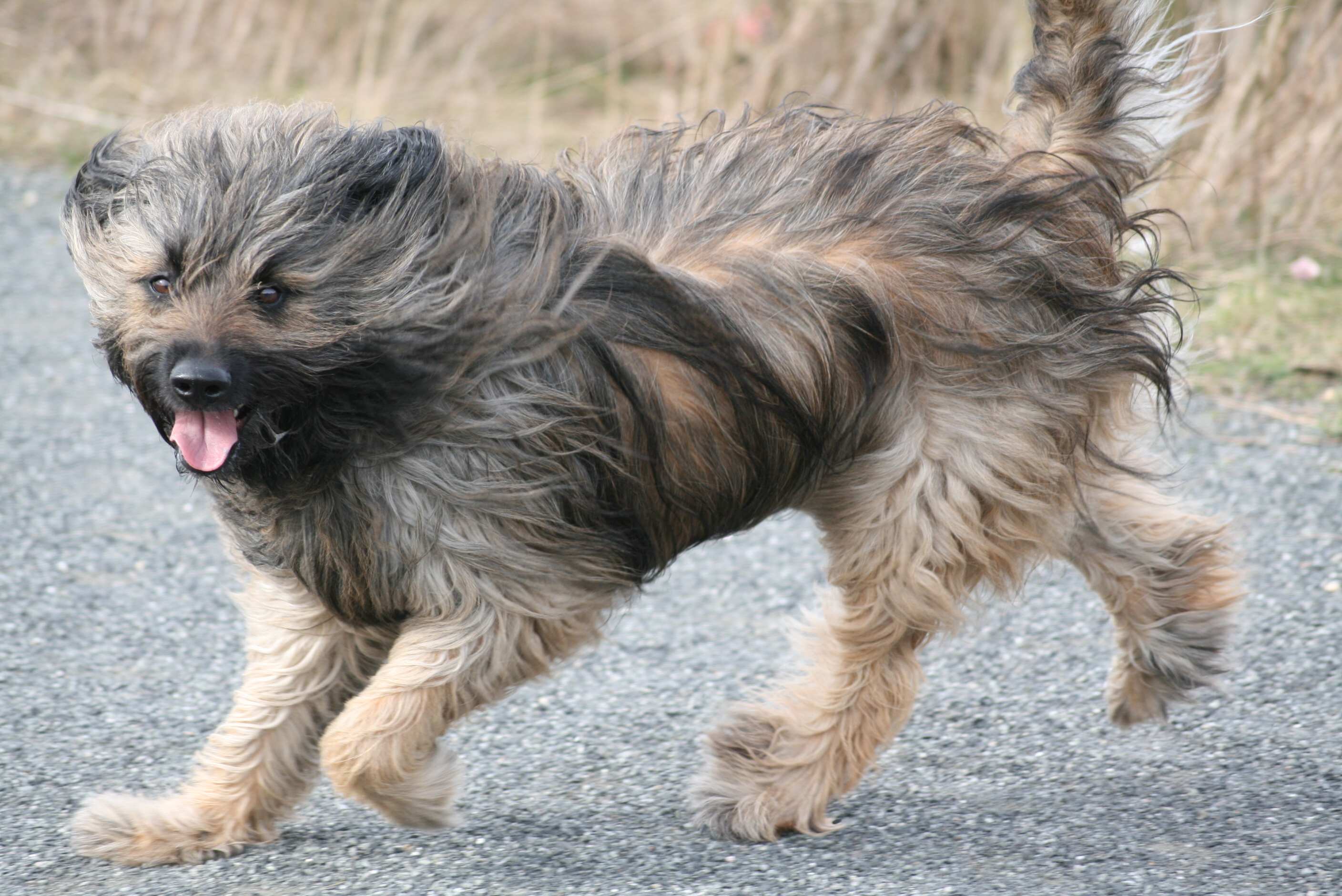 Ringo 2014