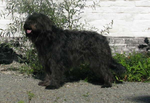 Hochzeit Ringo- Etoile