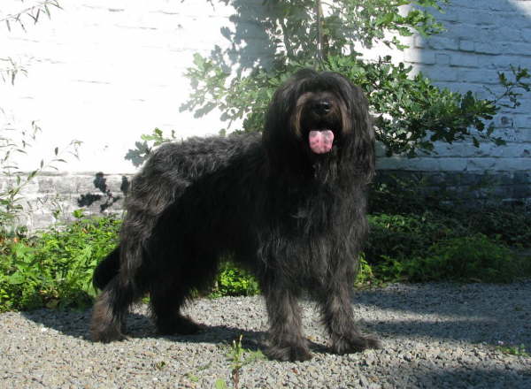 Hochzeit Ringo- Etoile