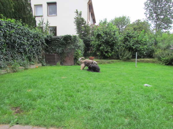 Hochzeit Ringo- Etoile