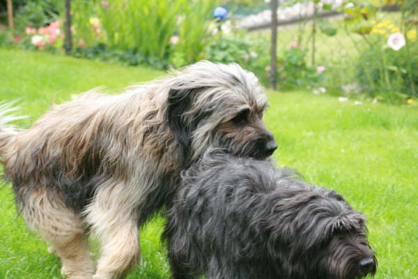 Hochzeit Ringo- Etoile