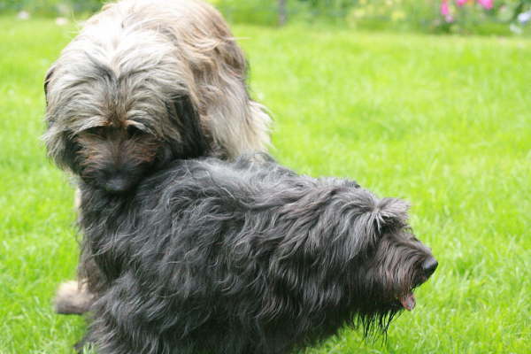 Hochzeit Ringo- Etoile