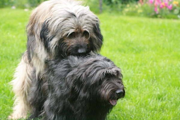 Hochzeit Ringo- Etoile