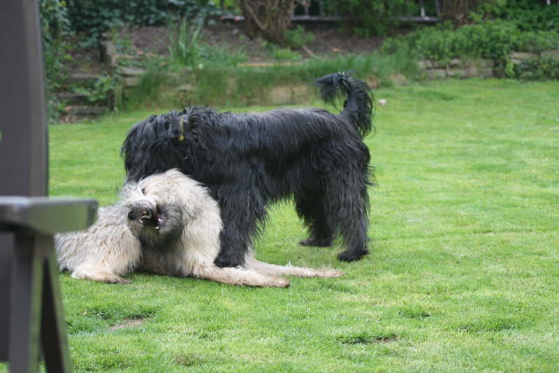 Baika und Jade