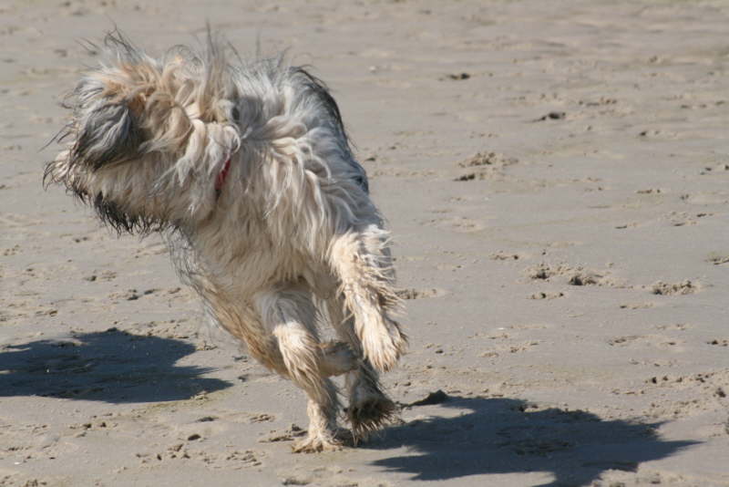 Strand