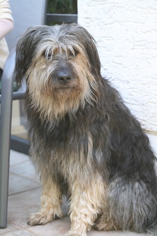 Chewbacca, mein erster Mann