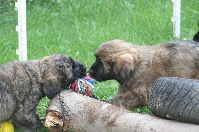 img_7022_geschwister_spiel