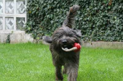 Benga beim Ballspiel